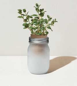 Bocaux de jardin de taille d'une pinte de <span class=keywords><strong>lavande</strong></span> kit de démarrage de seuil de fenêtre de jardin d'herbes kit de système de culture de tournesol hydroponique furtif - Product Image 5