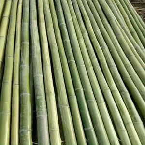 Bastones de <span class=keywords><strong>bambú</strong></span> naturales, gran materia natural, verde, venta al por mayor - Product Image 1