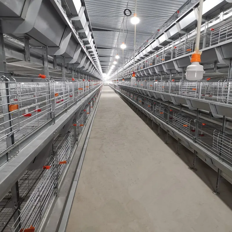 Gaiola de galinha automática, fazenda de aves 3 ou 4 tier 30000 aves tipo h para elevação de caldeira