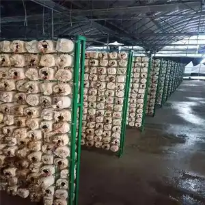 Vertical Hydroponic System Shipping Container Mushroom Smart Farming Grow Room For Oyster Button Mushroom Shiitake