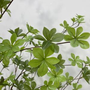 Árbol Artificial <span class=keywords><strong>de</strong></span> Enkianthus Perulatus, Flor <span class=keywords><strong>de</strong></span> <span class=keywords><strong>Nieve</strong></span> Japonesa Artificial con Follaje Verde Denso para Decoración <span class=keywords><strong>de</strong></span> Interiores, Hogar y Oficina, Varios Tamaños - Product Image 4