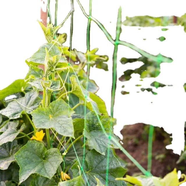 الزراعة شبكة بلاستيكية مصنع دعم التعريشة صافي للخضروات الخيار