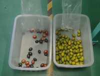 Trieuse optique de cerises de café Wenyao Compacte à haute précision (99,99 %) avec technologie d'apprentissage profond IA, capacité de 1 à 3 tonnes/heure