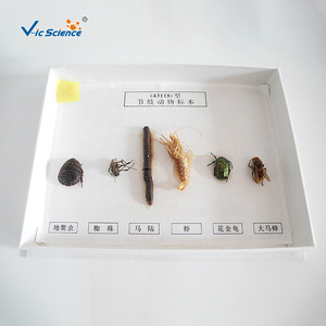 43118 spécimens d'arthropodes, aides pédagogiques pour la biologie au collège et au lycée, spécimens d'animaux et de plantes, recherche sur les insectes - Product Image 2
