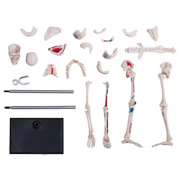 Modèle de dissection de squelette humain en PVC assemblé en 4D, 46 parties, pour l'enseignement et la formation médicale CE\ISO