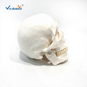 颅骨缝合模型（带编号）PVC材质VIC-SCIENCE品牌 - Product Image 5