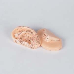 Modelo de acupuntura de oreja, medicina china, acupuntura 1:1 en par, modelo de punto de acupuntura de cuerpo humano - Product Image 6