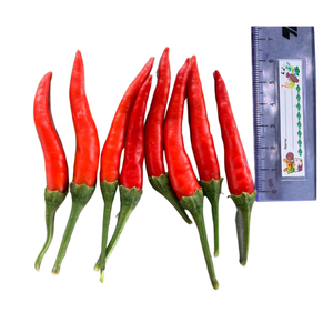 Vietnamese Manufacturer's Durable Red Chilli Pepper Fresh Herb Spices From Vietnam with Excellent After-Sales Service - Product Image 5