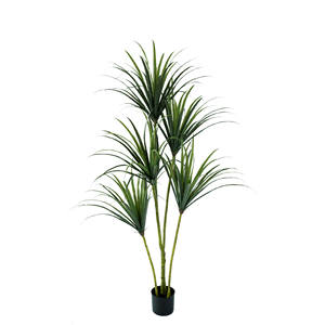 ต้นไซคาดเลือดมังกรเทียม, ต้นไม้สีเขียว, ต้นยางนิ่ม, ตกแต่งห้องนั่งเล่นในร่ม, ตกแต่งหน้าต่าง - Product Image 1