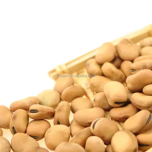 Bulk China Dried Export Organic Shelled Broad Beans / Faba Beans / Fava Beans Seed