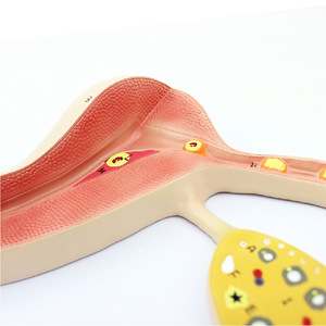 Modelo de Enseñanza del Proceso de Desarrollo del Útero y los Óvulos Humanos, Modelo de Órganos Reproductores Femeninos, Modelo Uteroinfalónico - Product Image 2