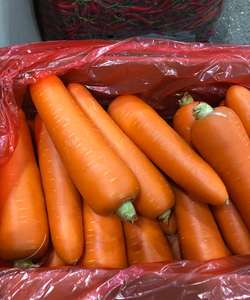 Cenoura Orgânica Variedade 316 Vermelha 20cm 0.15kg Caixa Pequena Média Grande Alimentos Frescos Vegetais 3 Meses de Validade para Armazenamento Frio - Product Image 3