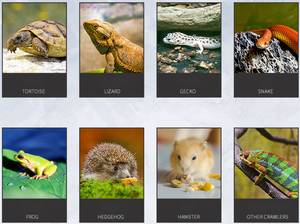 Guangdong fournit un grand terrarium de <span class=keywords><strong>reptiles</strong></span> en PVC pour les <span class=keywords><strong>reptiles</strong></span> - Product Image 3