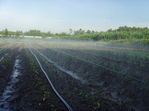 ระบบน้ำหยดสำหรับการเกษตรในเวียดนาม <span class=keywords><strong>สาย</strong></span>ฉีดน้ำฝน - Product Image 5