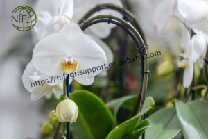 NIF bahçe bitki destek klipleri orkide kök klipler çiçek klipler kanca bahçecilik için - Product Image 6