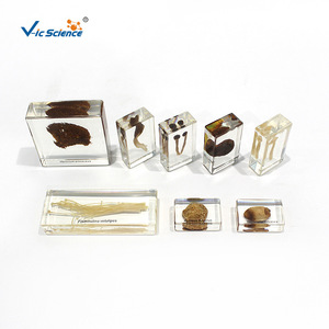 Varios tipos de hongos; especímenes biológicos enriquecidos para estudiantes de primaria y secundaria; especímenes de plantas; populares - Product Image 4