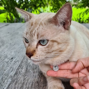 Conception personnalisée laiton métal gravé <span class=keywords><strong>nom</strong></span> logo personnalisé pendentif chien <span class=keywords><strong>chat</strong></span> étiquettes d'identification pour animaux <span class=keywords><strong>de</strong></span> compagnie - Product Image 4