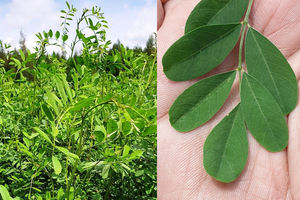 Fabricant OEM de produits capillaires semi-permanents sans produits chimiques, de qualité export, triple tamisage, indigo vert, best-seller 2022, marque privée - Product Image 4