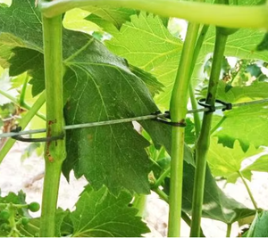 Clips de vigne de qualité export Chili - Crochets de vignoble entièrement en plastique - Supports de branches de <span class=keywords><strong>kiwi</strong></span> anti-UV pour grandes vergers - Product Image 1
