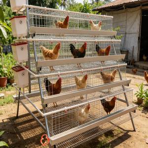 Cage <span class=keywords><strong>à</strong></span> batterie <span class=keywords><strong>prête</strong></span> <span class=keywords><strong>à</strong></span> l'emploi pour poules pondeuses, service après-<span class=keywords><strong>vente</strong></span> inclus, pour projets d'élevage de poulets - Product Image 1