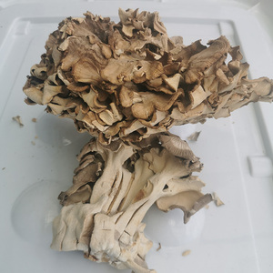 Hui Shu Hua Vente en vrac Grifola Frondosa Poule séchée des bois Champignons maitake séchés à vendre - Product Image 3