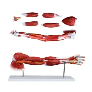 Upper Limb Muscle Arm Anatomy Model Detachable Arm Anatomical Model