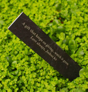 Características únicas Gooseberry Bush'A Growing Gift Of Hope' para los amantes de las plantas, cultivan cultivos de parachoques de sabrosas frutas peludas Gooseberry Bush - Product Image 6