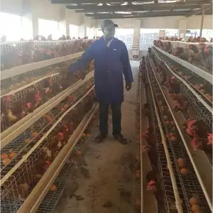 4 Stufen Schicht für Angola-Bauernhof Batterie Käfer Legehennen Hühnerkäfig Motor bereitgestellt 75 automatische Geflügelfarmen aktuelles Produkt 2019