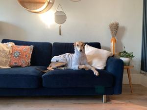 Qiqu Pet Supplies Nouveau pull en polaire doux et moelleux pour <span class=keywords><strong>chien</strong></span>, pyjama, costume pour lévrier italien, whippet, lurcher, <span class=keywords><strong>saluki</strong></span>, lévrier de race - Product Image 5