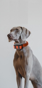 Nouveau traceur GPS pour chien de chasse, traceur GPS étanche pour animaux de compagnie, collier de suivi GPS pour chiens de chasse, traceur GPS mini pour chasseurs - Product Image 4