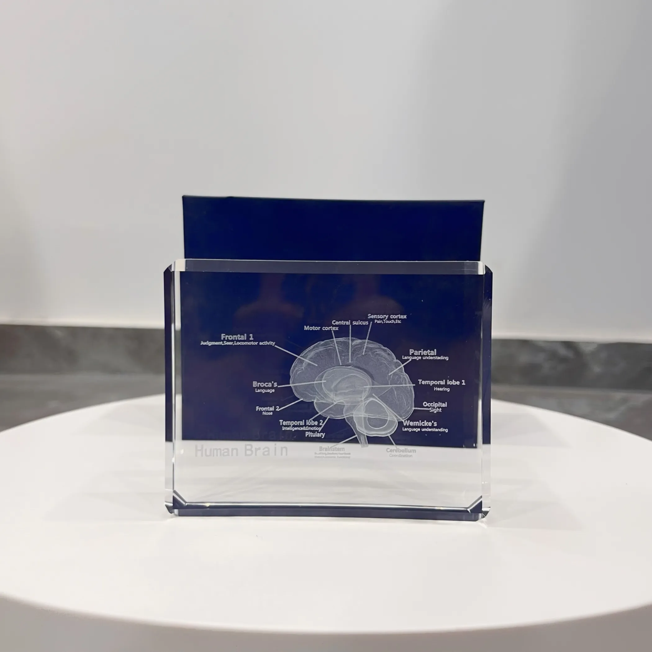 3D cervello umano modello di cristallo Laser inciso modello anatomico per la casa e l'ufficio scienza decorazione di neurologia regali per i bambini