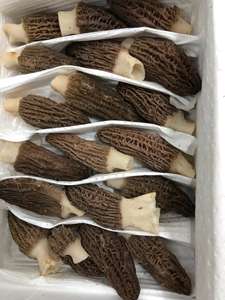 DETAN 2023 bonne qualité, tige naturelle fraîche, sauvage, Morchella, Conica, champignon, <span class=keywords><strong>prix</strong></span> - Product Image 4