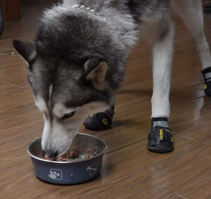 Tigelas Premium de Aço Inoxidável com Parede Dupla para Pets, Com <span class=keywords><strong>Base</strong></span> de Borracha Antiderrapante, Alimentadores para Cães e Gatos - Product Image 6