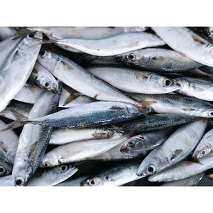 Maquereau congelé, maquereau du Pacifique, entier, rond, 200-500g, fournisseur de maquereau congelé en vrac - Product Image 3