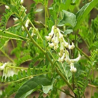 Ekstrak Bubuk Akar Astragalus Polisakarida 10%-50% Kelas Makanan GMP Kosher, 100% Larut dalam Air, Ekstraksi Pelarut, Teruji UV