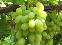 Fertilizante bioestimulante líquido orgánico para cultivos alimentarios, promueve el desarrollo de semillas, el crecimiento de las plantas y el aumento del rendimiento de los cultivos