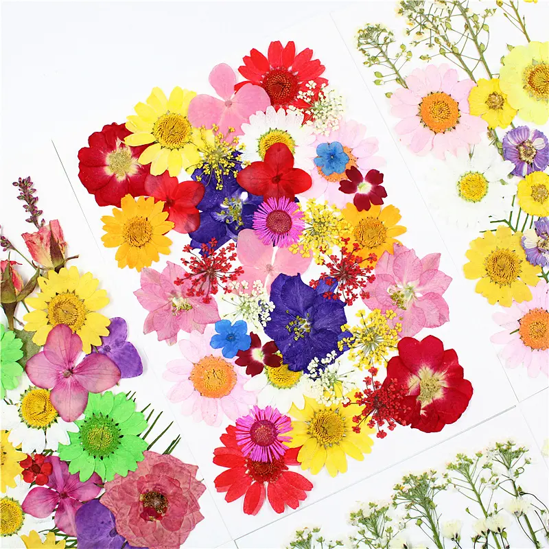 Pressed Flower Material Package Dried Flower Pressed Flower Mix Pack Embossed Real Petal Makeup Sticker Face Decoration