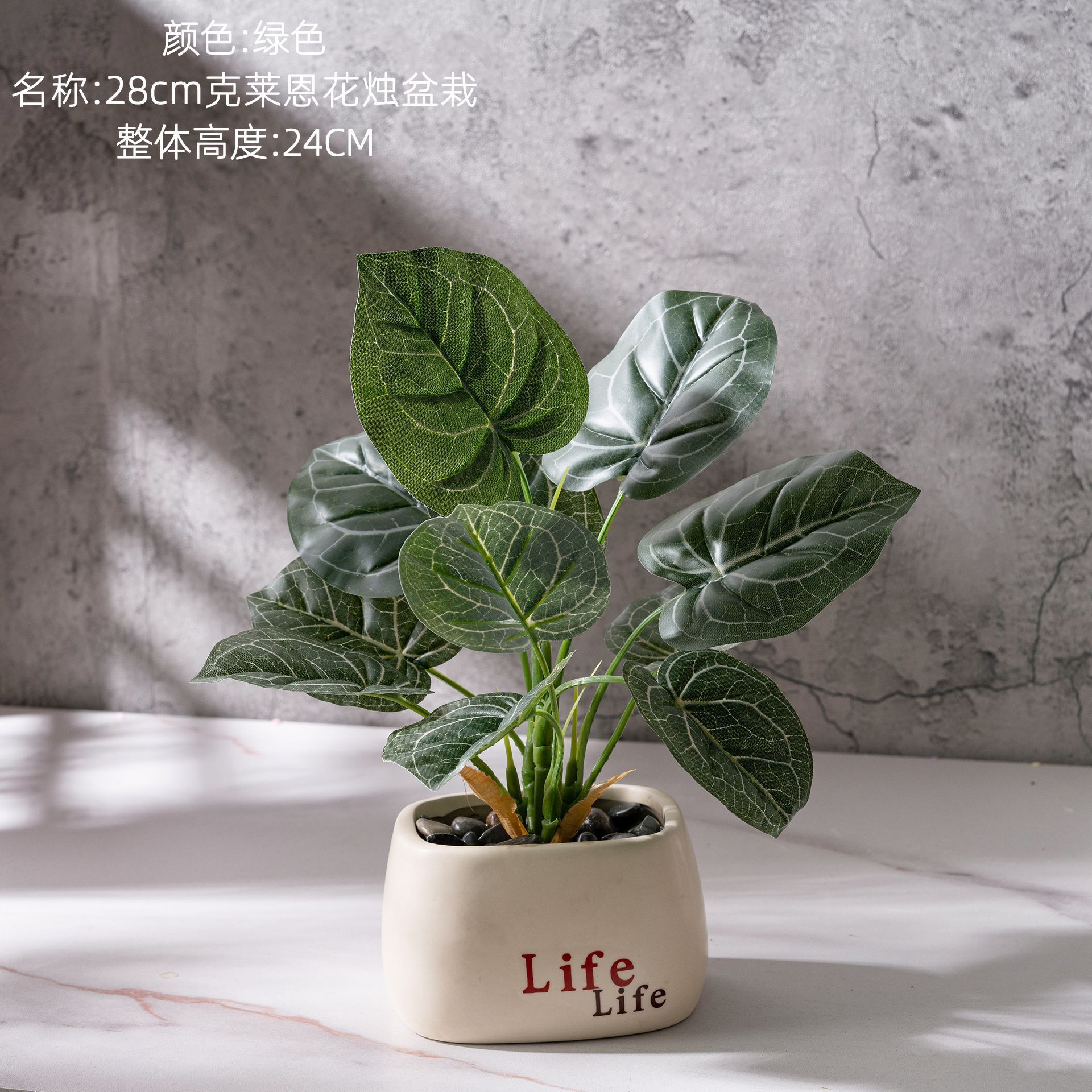 Plante en pot Anthurium Klein de 28 cm