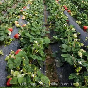 Nông Nghiệp Nhiệm Vụ Cao Cảnh Quan Weed Kiểm Soát UV Nhựa Cắt Mặt Đất Bìa Weed Kiểm Soát Vải Cỏ Bìa Đất - Product Image 3