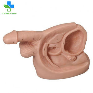 Modelo Anatómico de Órganos Genitales Masculinos Internos y Externos de Plástico para Ciencias Médicas y Enfermería - Product Image 2