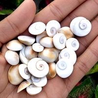 Pierre naturelle Œil de Shiva, Gemme précieuse Gomti Chakra, 5-15mm, Forme irrégulière, Certifiée par un tiers, Vente en gros, Feng Shui