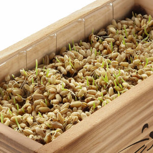 Kit d'herbe à chat biologique pour <span class=keywords><strong>chats</strong></span> d'intérieur 4X paquets avec outils de plantation et jardinière facile à cultiver herbe de blé nourriture pour animaux de compagnie - Product Image 6