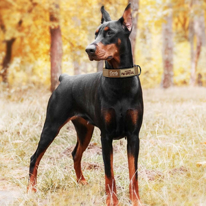 Gran oferta, Collar de perro bordado personalizado con rayas reflectantes, nombre personalizado, etiqueta de teléfono ajustable para perros medianos y grandes - Product Image 5