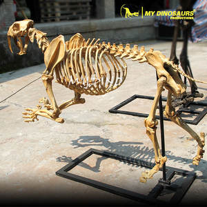 Squelette d'animal de l'ère glaciaire préhistorique, squelette de Smilodon - Product Image 2