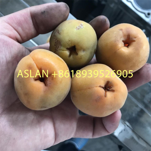 เครื่องแยกเม<span class=keywords><strong>ล</strong></span>็ดผลไม้ <span class=keywords><strong>ราคา</strong></span>โรงงาน สำหรับพลัม เชอร์รี่ พีช มะกอก อินทผลัม - Product Image 2