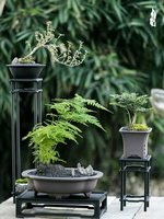Pot de fleurs en résine pour jardin, style chinois minimaliste, avec plusieurs trous de drainage, pour orchidée de la baie rouge à feuilles fines