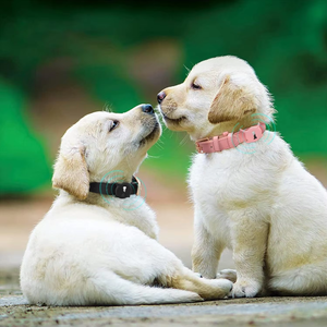 Nibao Custom Kleuren Verstelbare Zacht Gewatteerde Lederen Halsband Heavy Duty Metalen Gesp Hond Halsband - Product Image 5