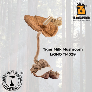 ผงเห็ดนมเสือ LiGNO TM02 ความบริสุทธิ์สูง เกรดอาหารเพื่อสุขภาพ ได้รับการรับรองฮาลาลและโคเชอร์ ผู้ผลิตแบบ OEM ODM - Product Image 1