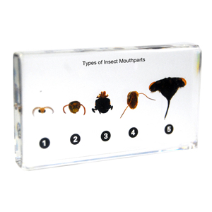 Gelsonlab HSBS-036 Resina con 6 Tipos de Insectos Beneficiosos Encapsulados, Especímenes Biológicos - Product Image 6