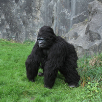 Costume de gorille animatronique grandeur nature de qualité supérieure, best-seller 2024